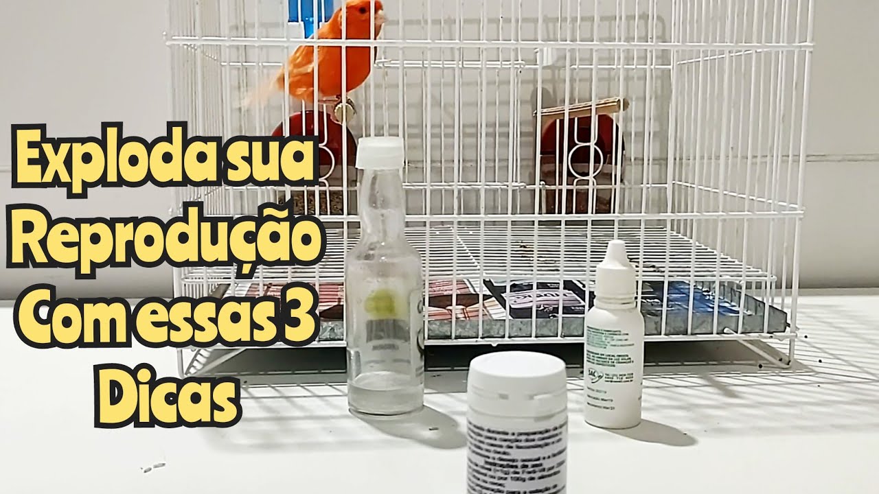 Resolvendo problema de casais que não aprontam, ovos brancos e mais.