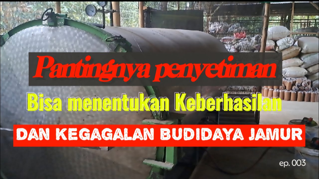PENYETIMAN KUNCI KEBERHASILAN ATAU KEGAGALAN DALAM BUDIDAYA JAMUR
