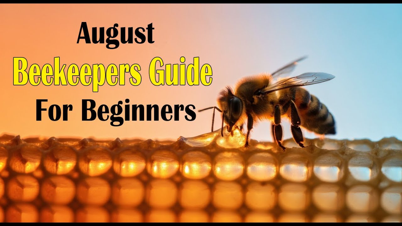 Early August Guide for New Beekeepers