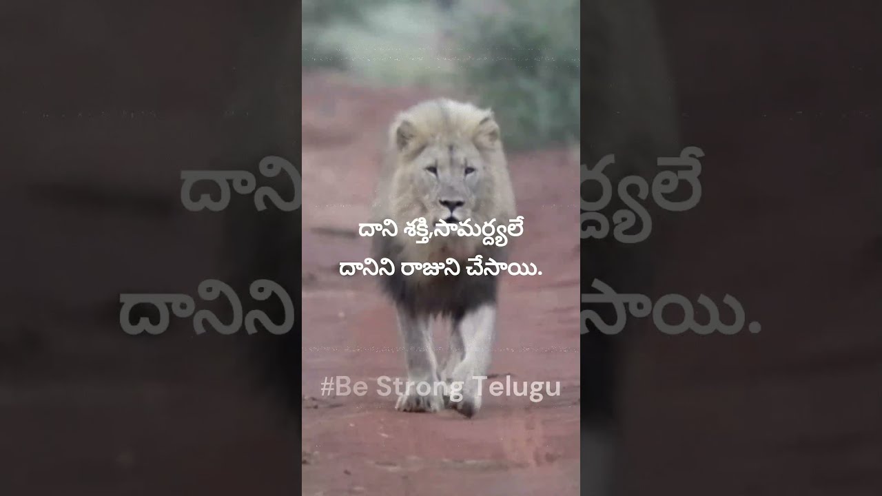 Lion Quotes | Motivational Quote In Telugu @#Be Strong Telugu