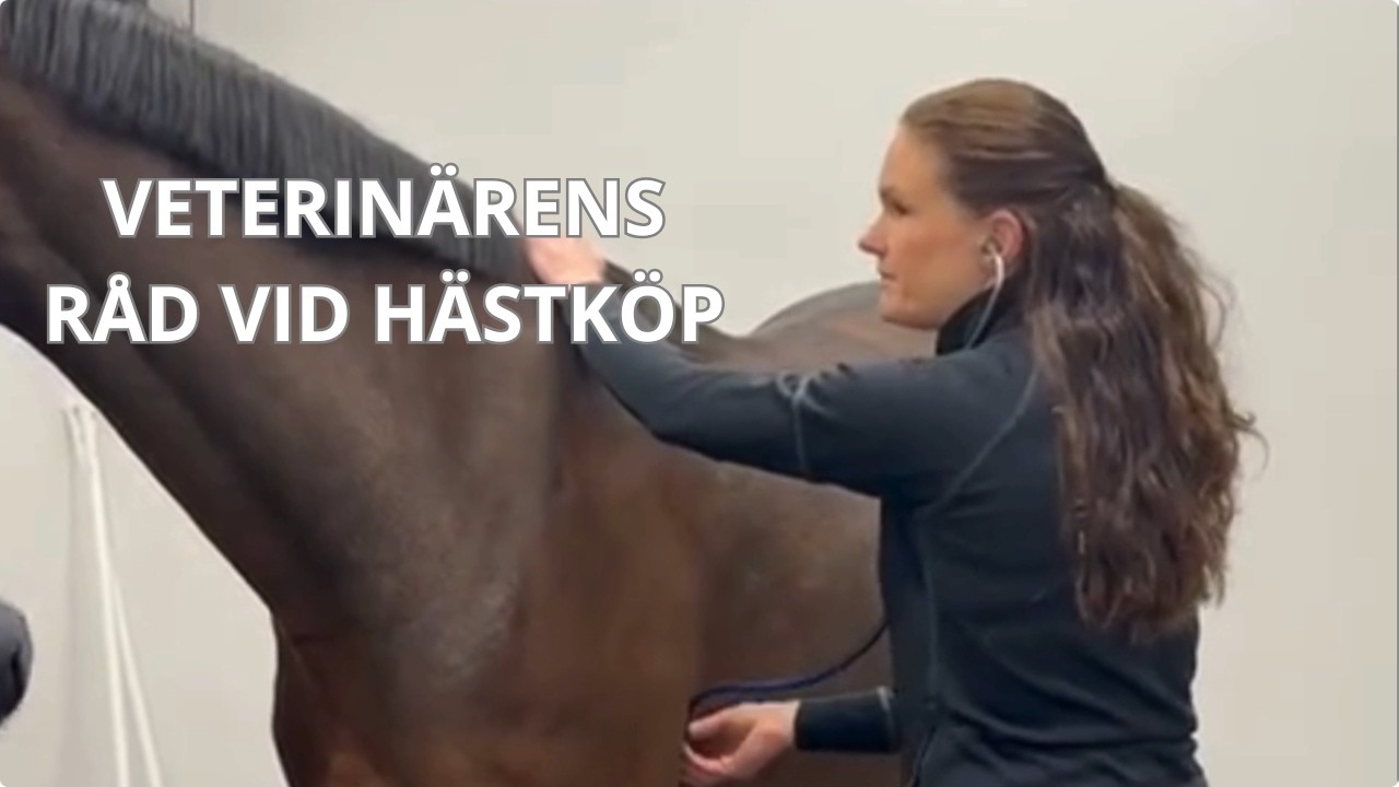 Veterinärens viktigaste råd till föräldrar som ska köpa häst.