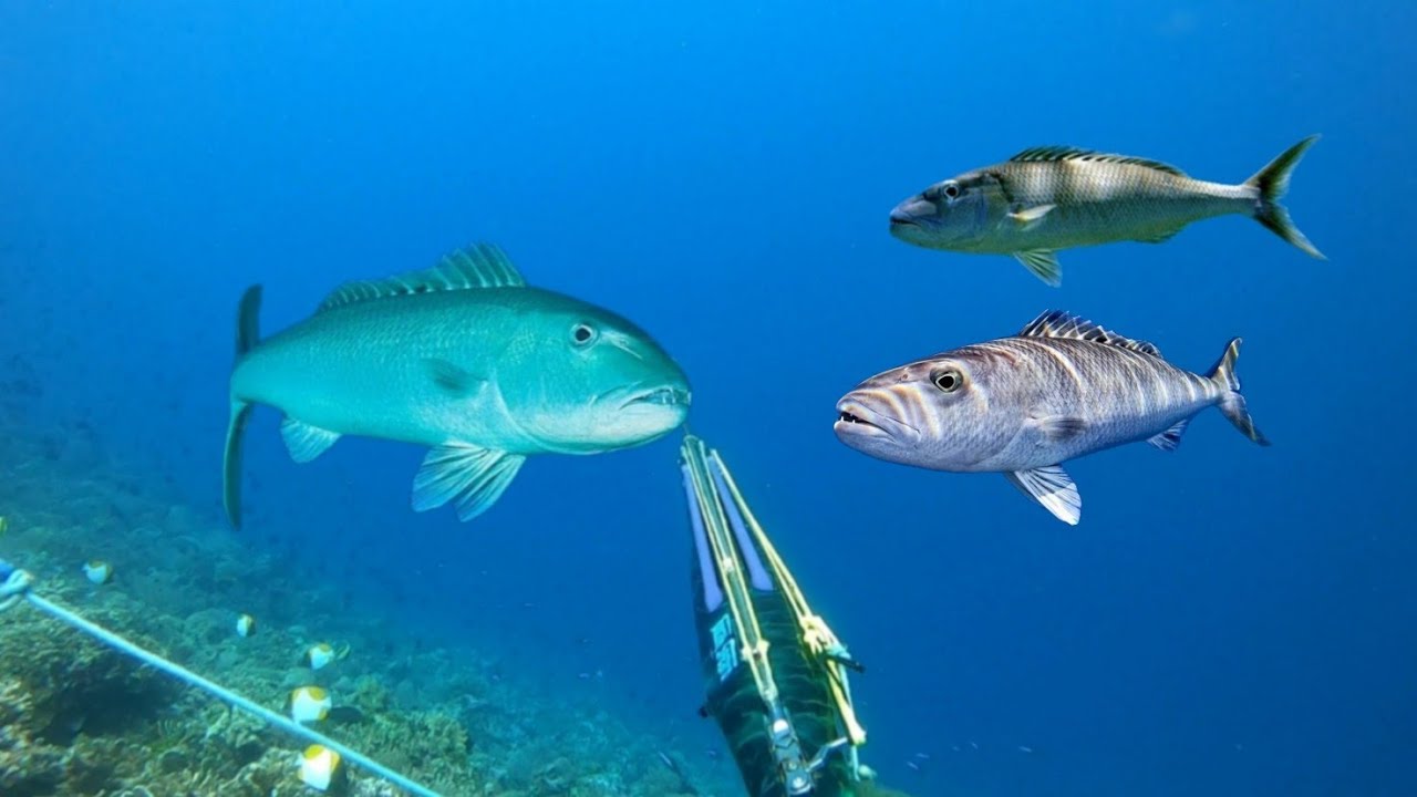 BERBURU IKAN DENGAN JUMLAH YANG BANYAK
