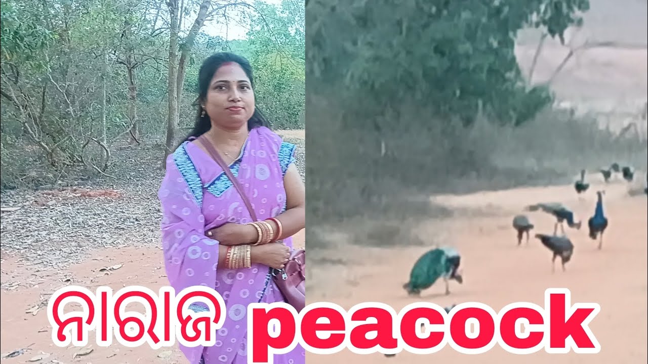 ନରାଜ ରେ peacock... MADHUSMITA VLOGS..  Subscribe #like #share#@