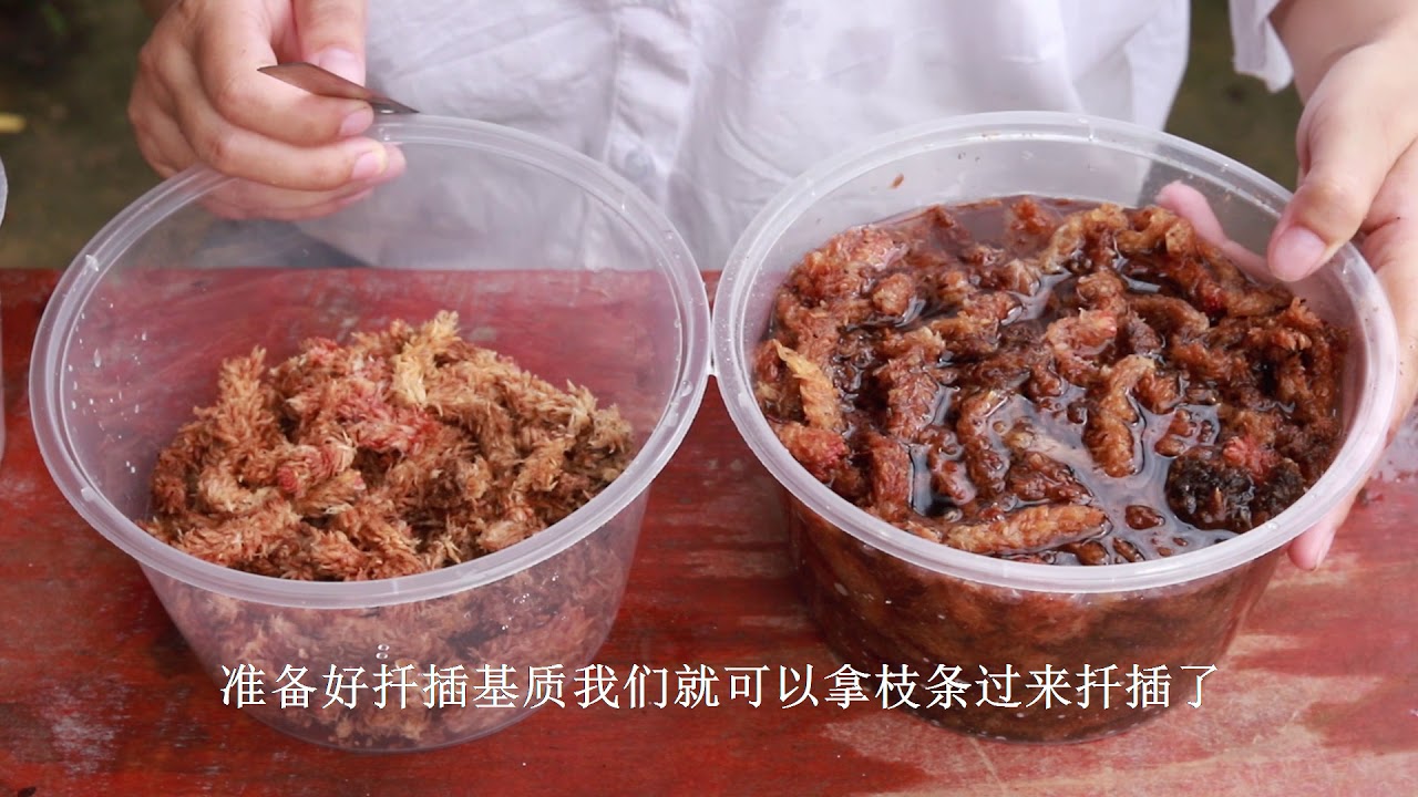 教你扦插石斛兰，用一个饭盒，简单又省事