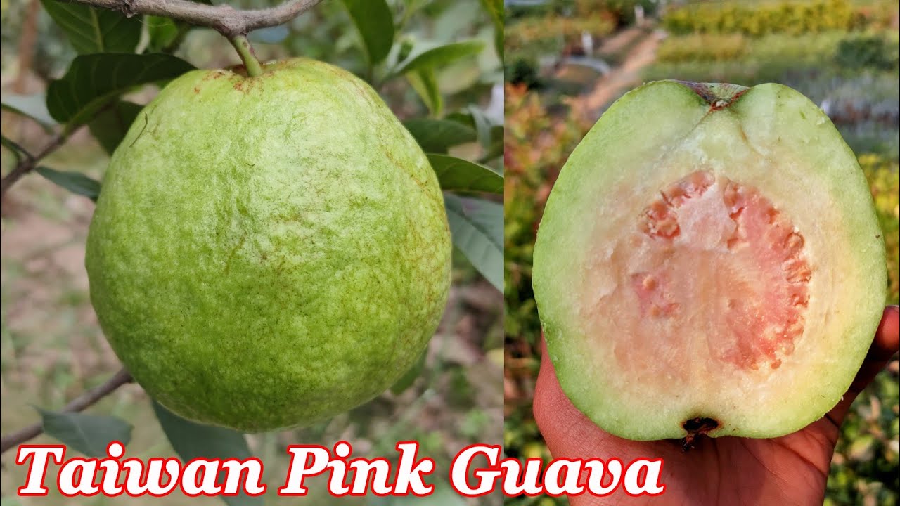 Taiwan Pink Guava Farming Full Information (ताइवान पिंक अमरूद) Contacted : 933322757