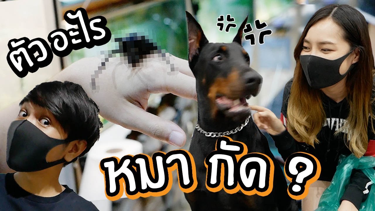 หมาดุกัดคนหูขาด! ตัวอะไร! ดำๆแข็งๆกินปีโป้? // วันวุ่นๆของluckytree