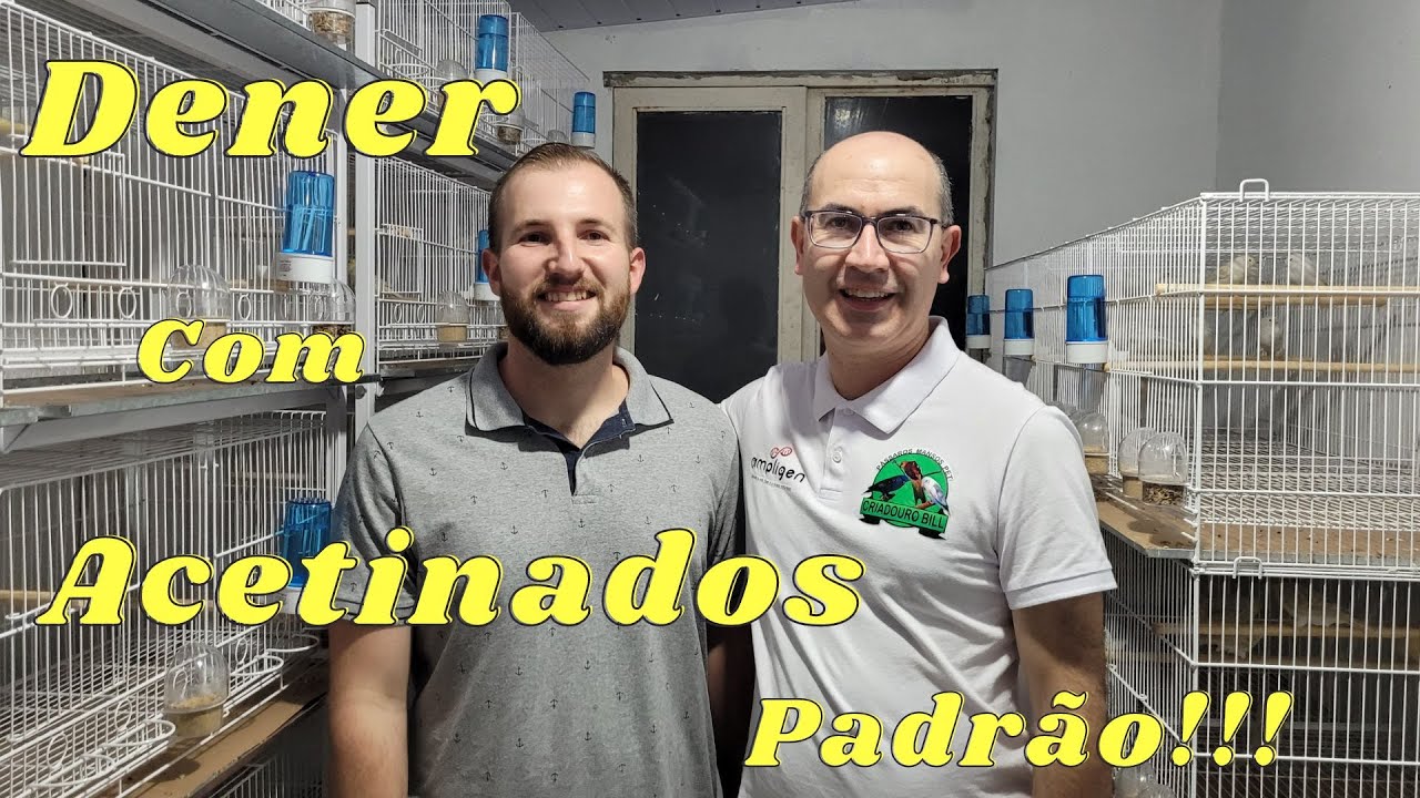 Visitando Dener Sogari Criador de Canários Acetinados!!!