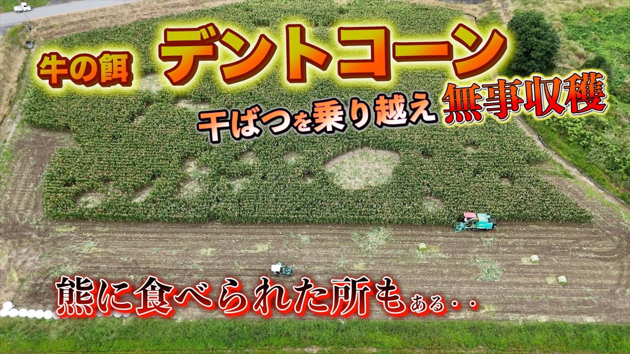 遂に収穫「デントコーン」やっぱり熊の被害も。。