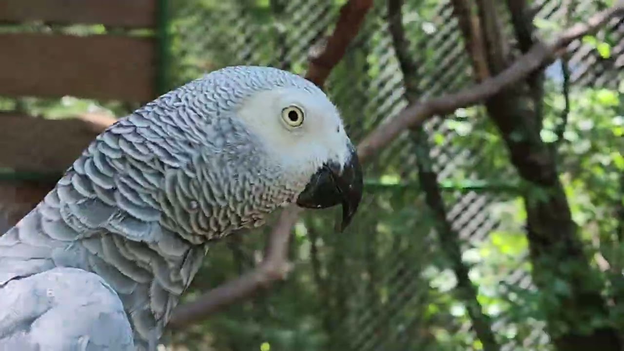PAPAGO PARK CROATIA - (HR) Siva afrička papiga (Psittacus erithacus)