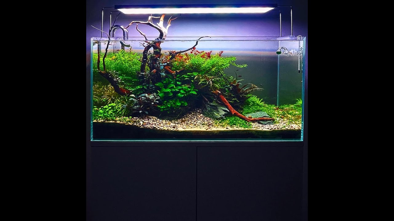 AquariumBG представя победител в конкурса &bdquo;Най-зарибяващ аквариум&ldquo; за месец НОЕМВРИ 2021 г