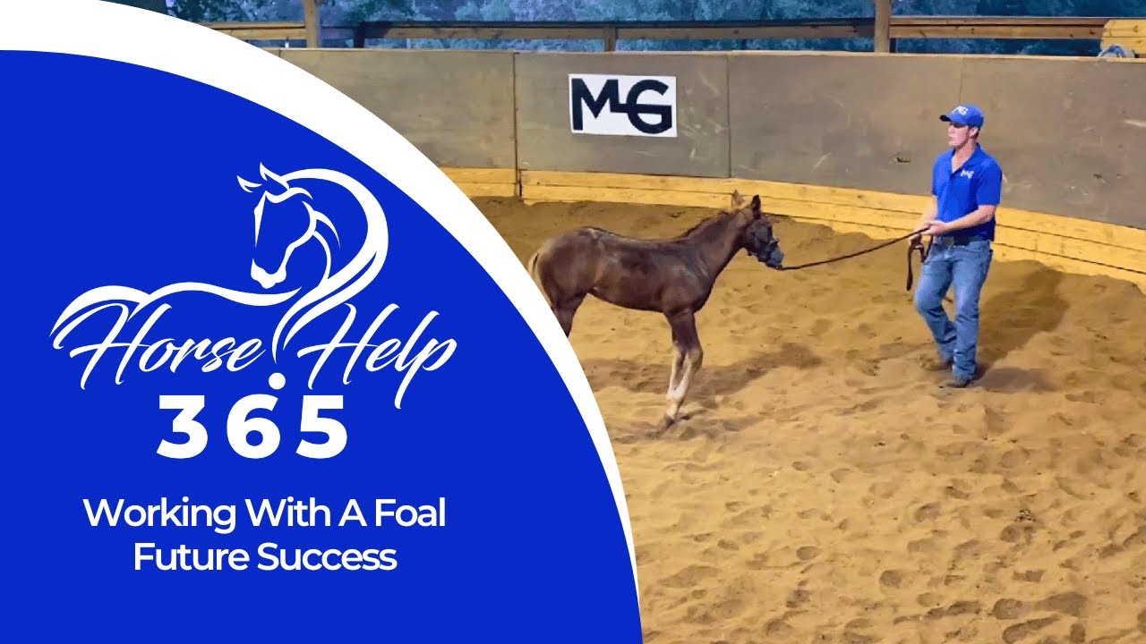 Working With A Foal  Future Success | Horse Help - Michael Gascon
