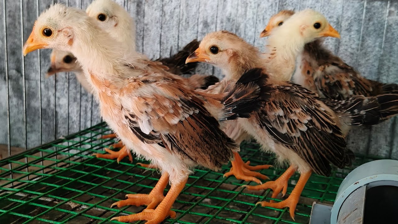 30/08/2025/gà tre bắc cọc 200k DT 0888464988