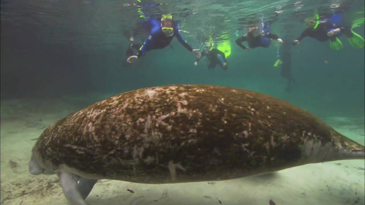 Manatees and Dugongs