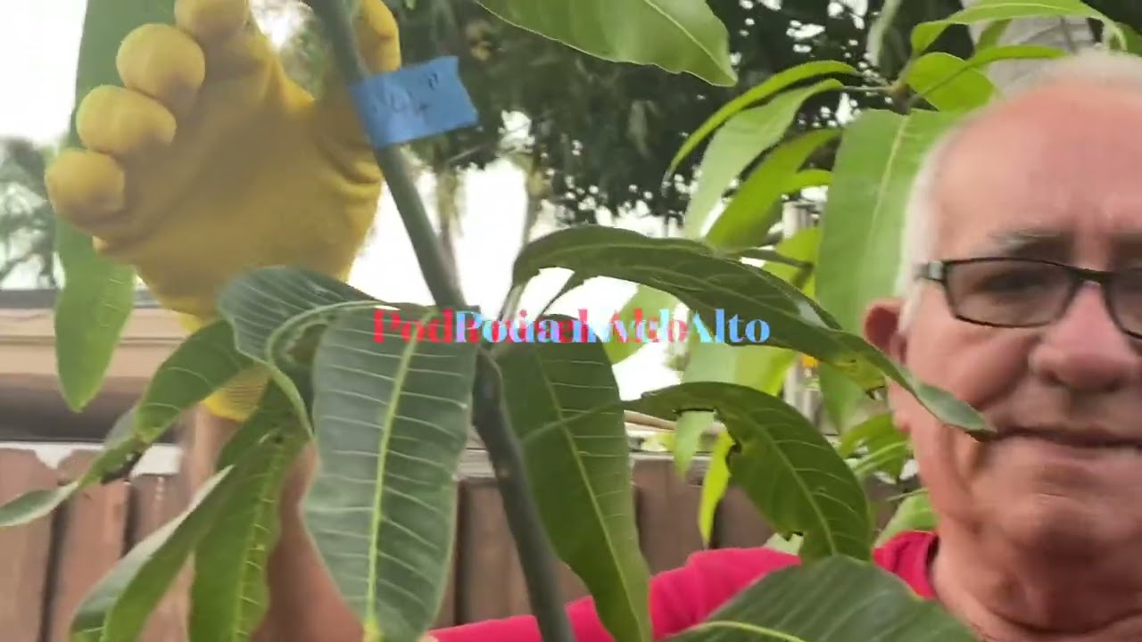 Poda tu mango desde pequeño y recoge frutos desde tus pies, Poda de formación a 3 niveles de altura.