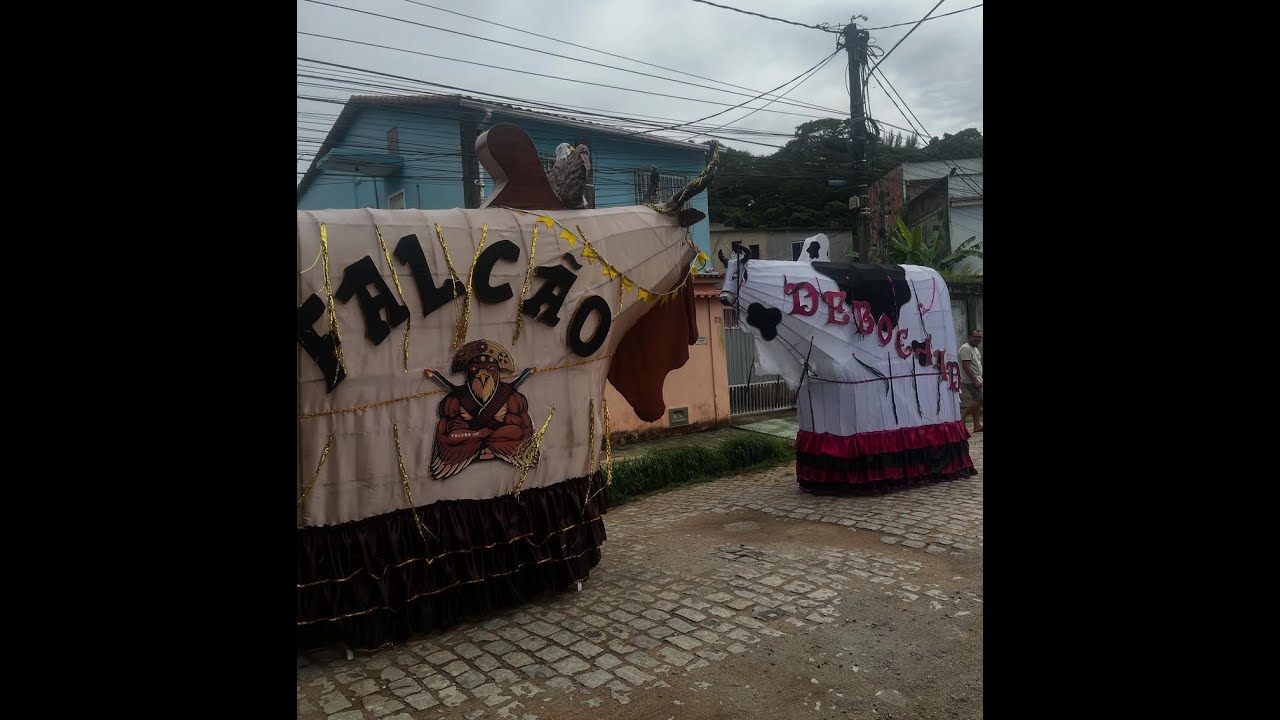 BOI (Falcão Jr) e VACA (Debochada Folia) FAZENDO A FESTA NO BAIRRO AROEIRA MACAE