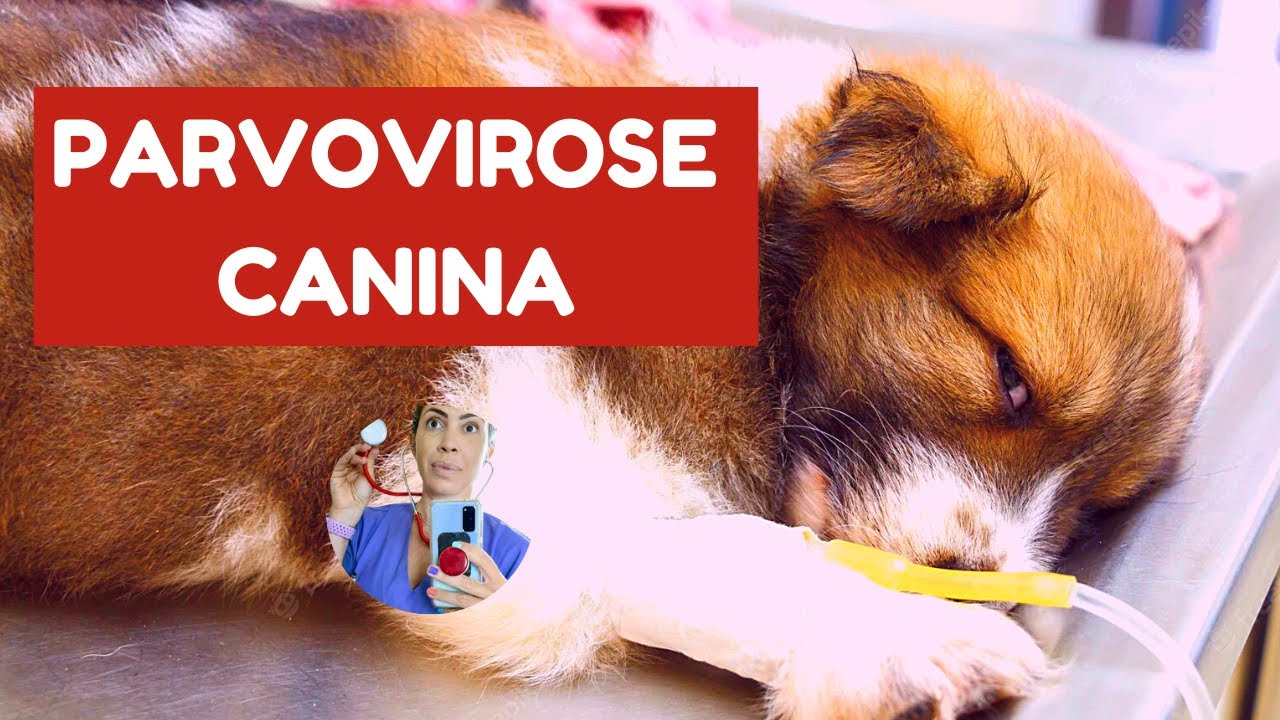 Parvovirose canina