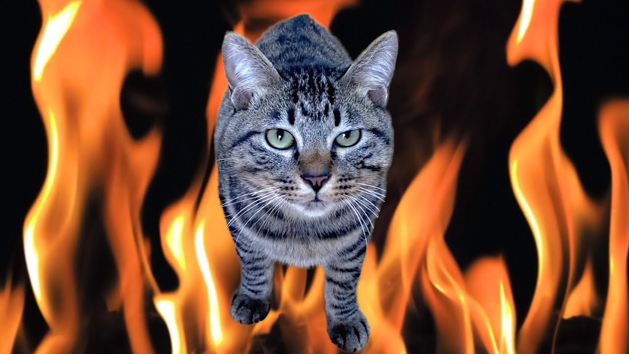 「金玉を奪われた猫のうた」 Official Music Video