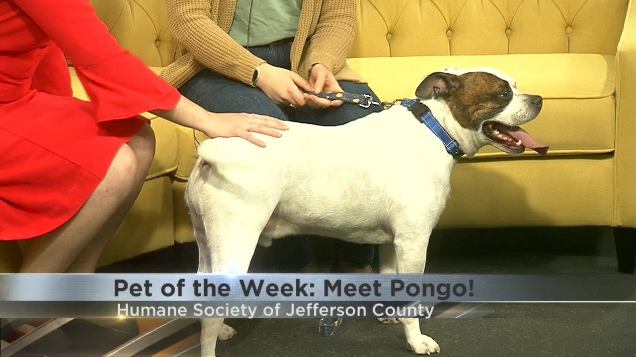 Pet of the Week: Meet Pongo!