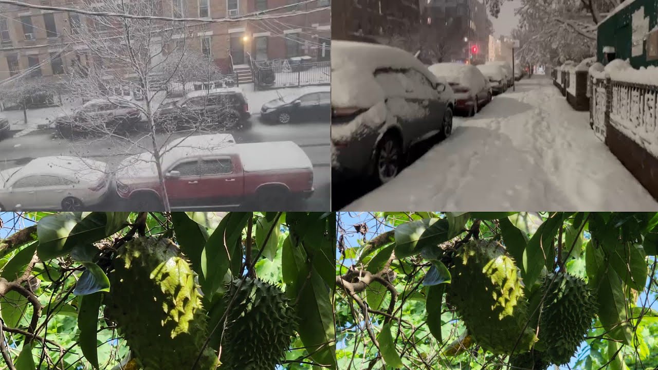 Checking the soursop and showing you what my subscriber send me from new York 