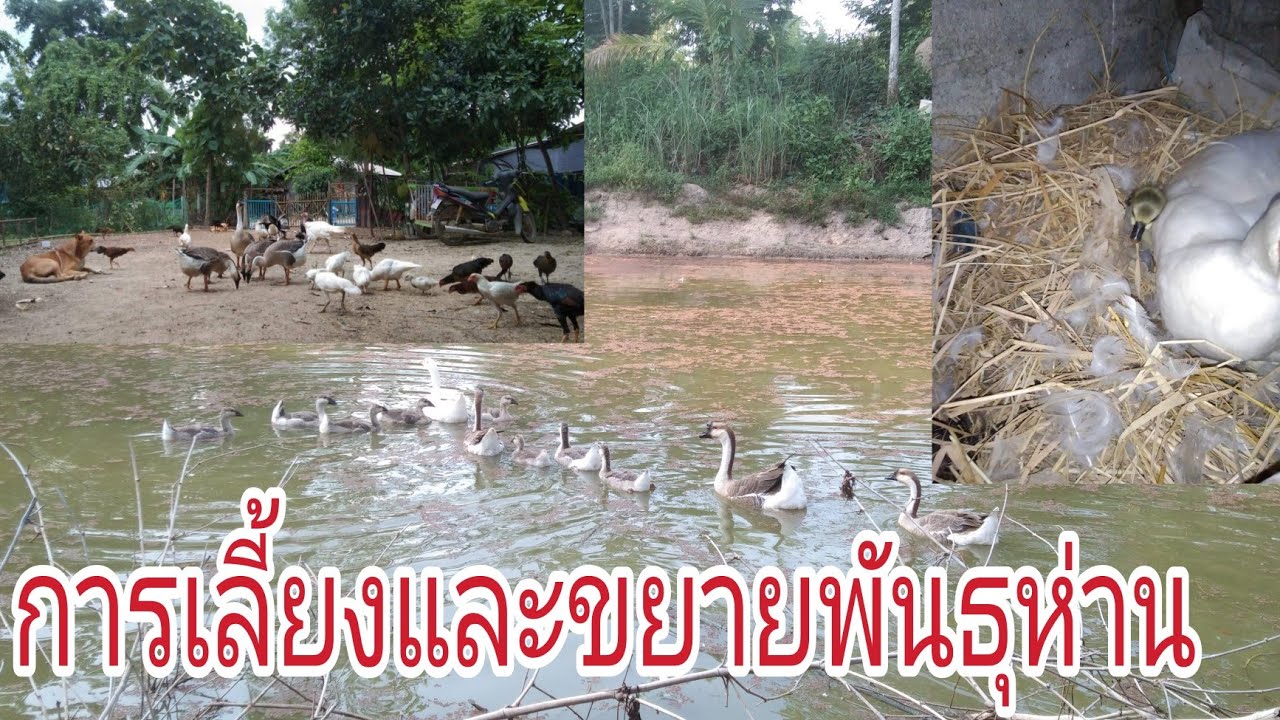 การเลี้ยงและขยายพันธุห่าน//แบบวิถีธรรมชาติ