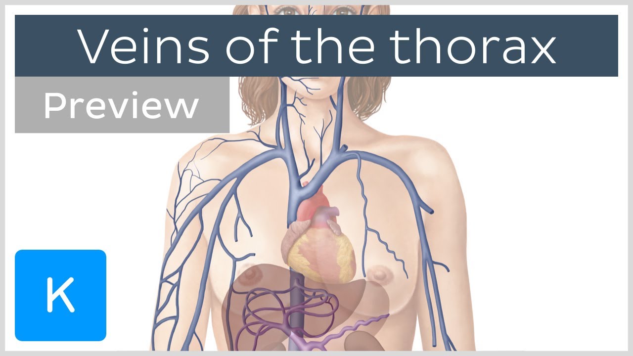 Veins of the thorax (preview) - Human Anatomy | Kenhub