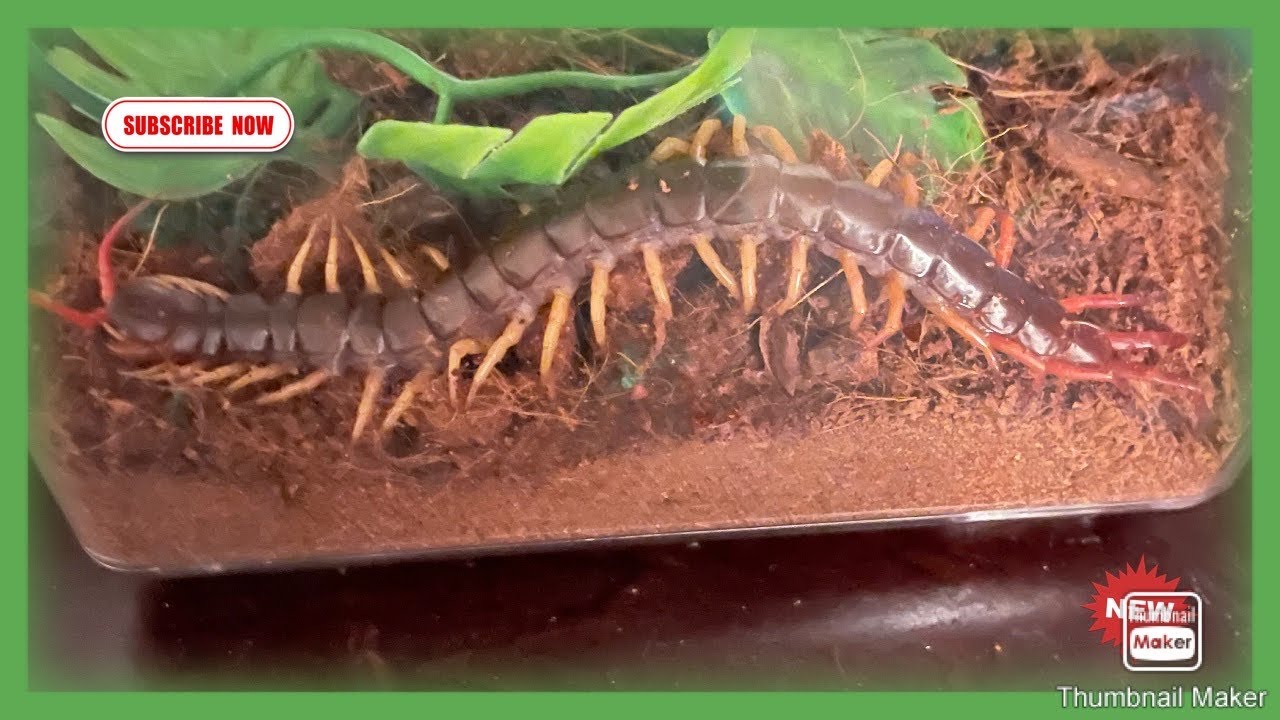 Vietnamese centipede cage setup (UPDATED VERSION 2021)