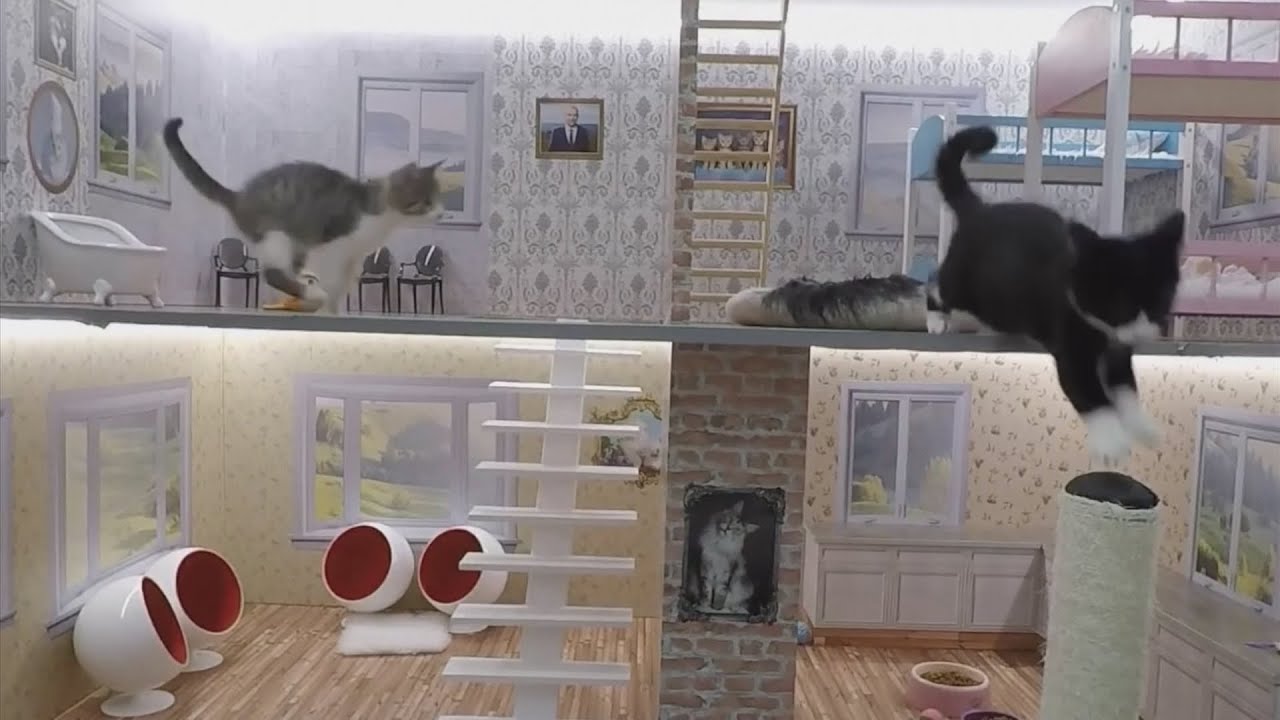 Реалити-шоу об исландских кошках: &laquo;Идти в ногу с каттаршцами&raquo;
