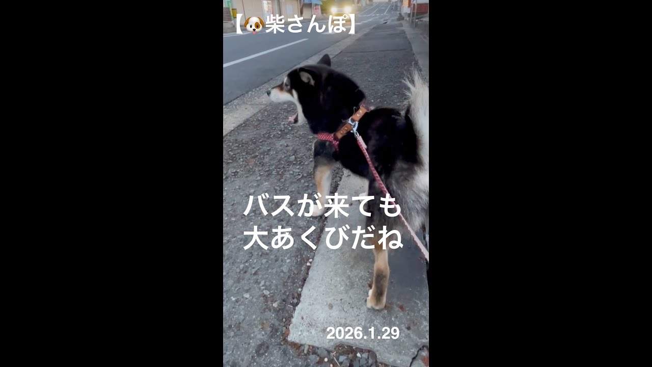 【バスが来ても大あくびだね】🐶【柴さんぽ】（26.1.29）【しあわせを知った柴犬のお話し】