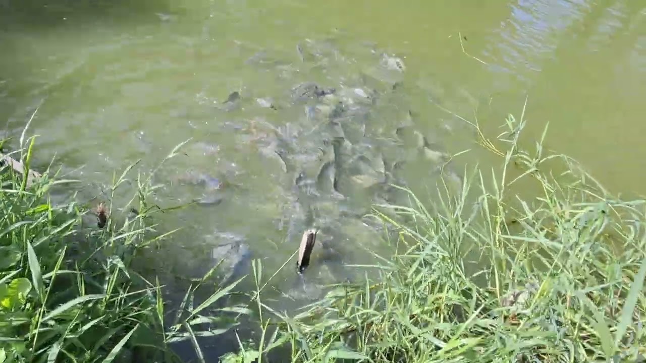 ALIMENTANDO OS PEIXES