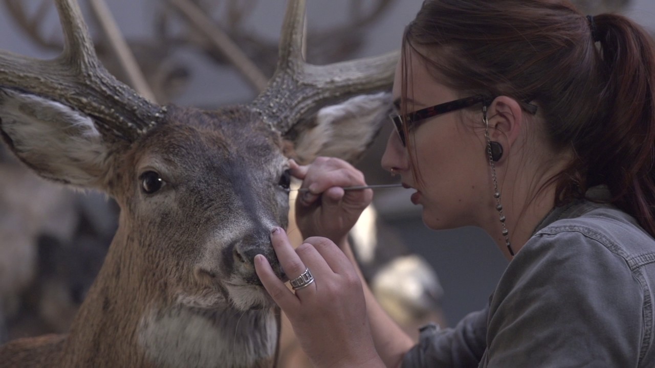 Andrea Silva, Taxidermist