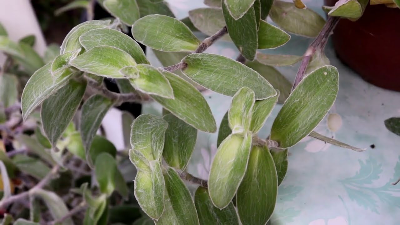 Trandescantia Sillamontana poda y reproduccion