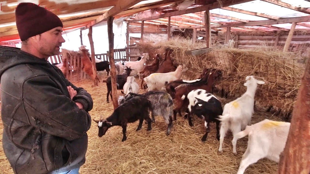Чем Джорджия кормит коз в Сайване. Обсуждения на ферме.