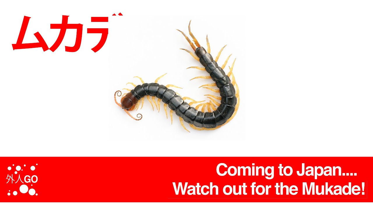 Coming to Japan soon..... Look Out For The Mukade! ムカデ