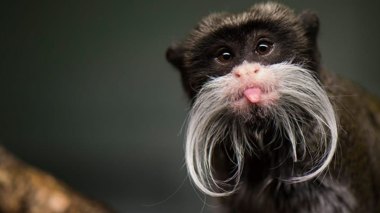 10 Most Bizarre monkeys in the World | Rare & Strange Animals