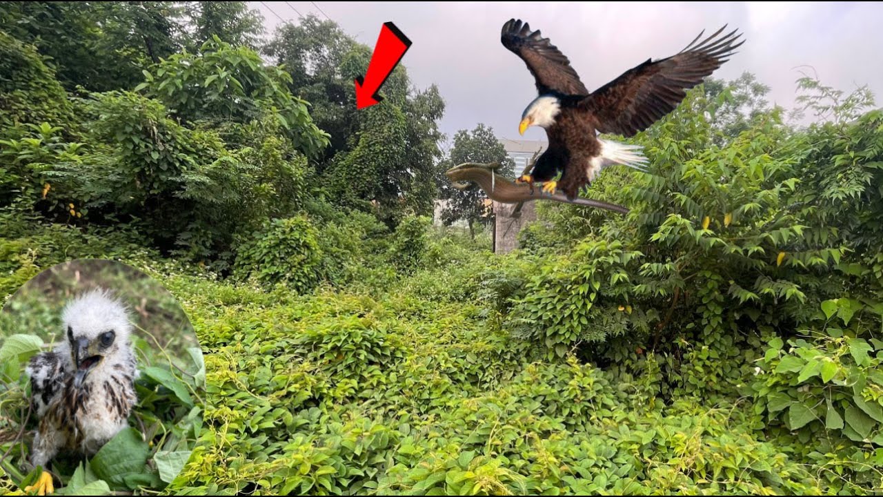 I discovered a small INJURED EAGLE bird while cleaning a house that was covered by a large tree
