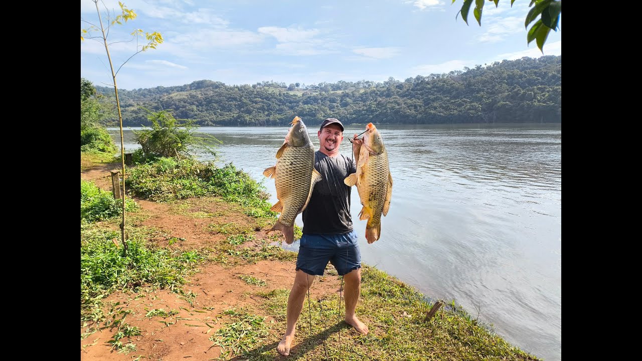 Duas  carpas gigantes no Rio Iguaçu... Two giant carps in the Iguaçu River...