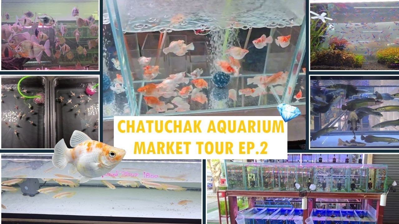 🐠 Chatuchak Aquarium Market Tour – EP.2 | Premium Balloon Molly Fish 💎