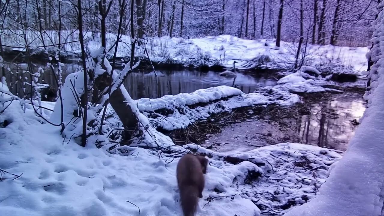 Wild animals. Trail camera. Forest animals in winter. Marten. Fox. Fish egret. Roe deer. Hare.
