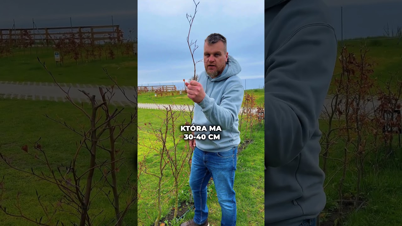 Buk czy grab? Co lepsze na żywopłot?