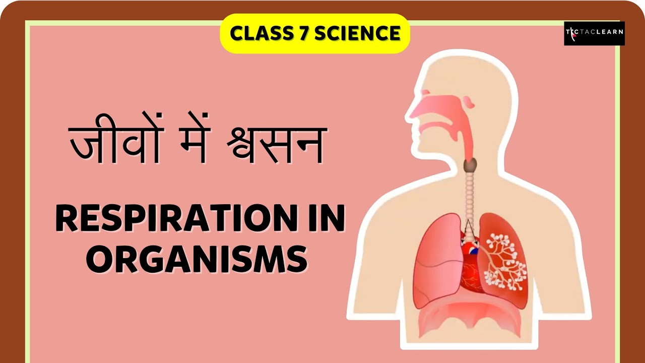 जीवों में श्वसन | Respiration In Organisms | Part 3/4 | Class 7 Science | TicTacLearn Hindi
