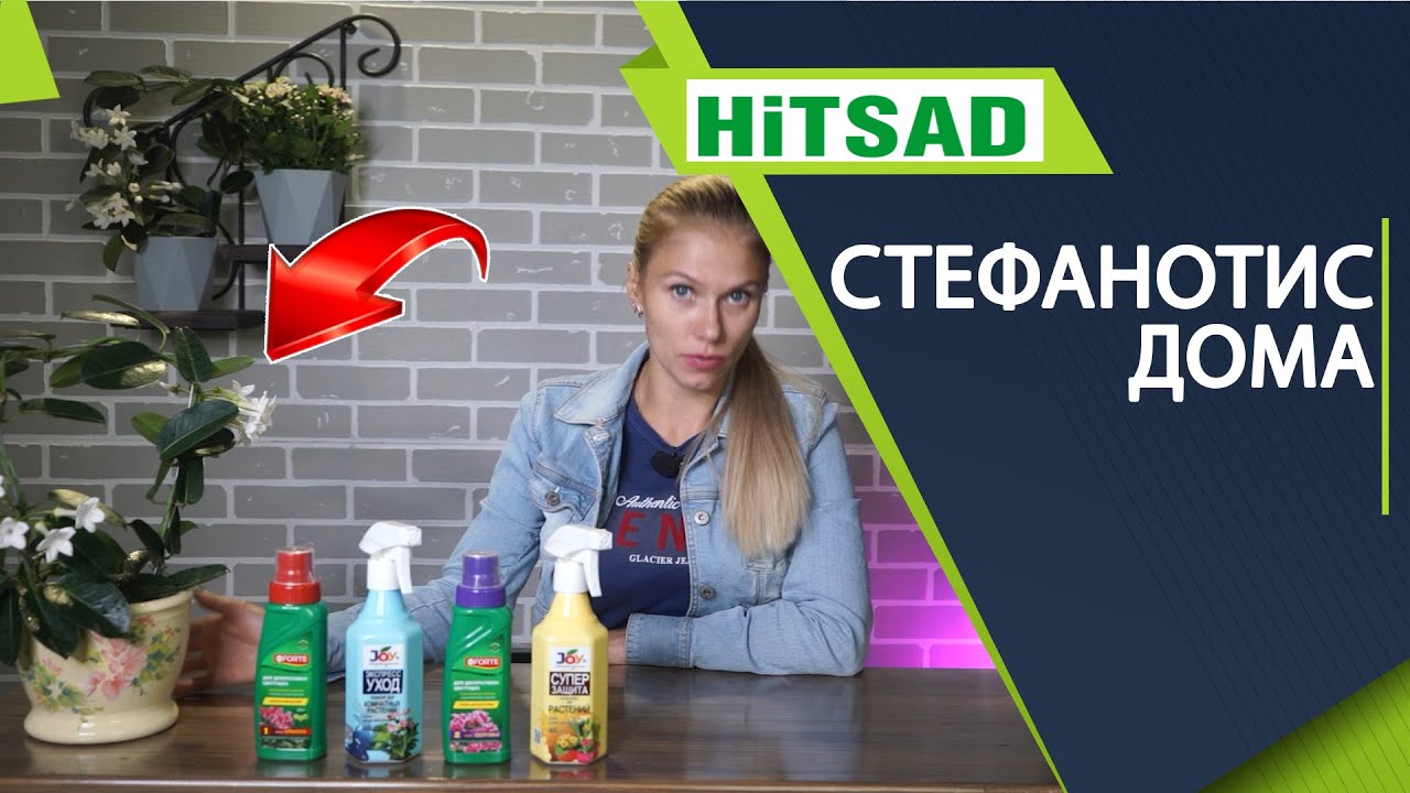 Стефанотис домашний 🌸 Лучший домашний цветок