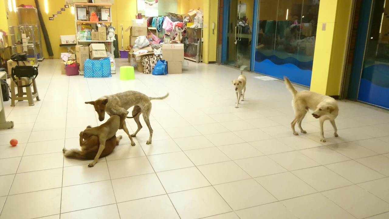 Hans & dora & tammy with dog