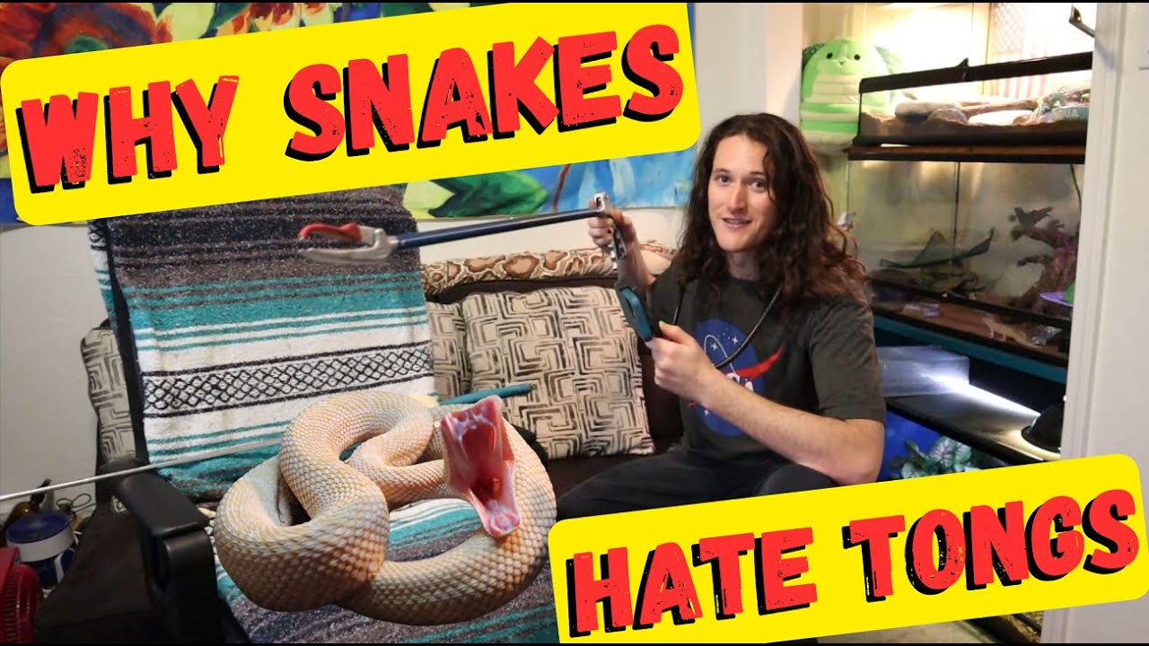 Why Snake Tongs are TERRIBLE for Venomous Snake Handling.  Hooks Vs Tongs 🐍| Herpin Hippie