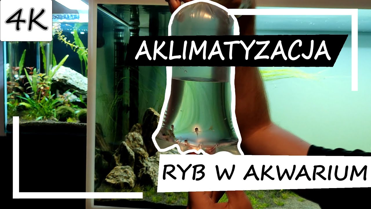 Jak wpuszczać RYBY do akwarium? AKLIMATYZACJA [4K]