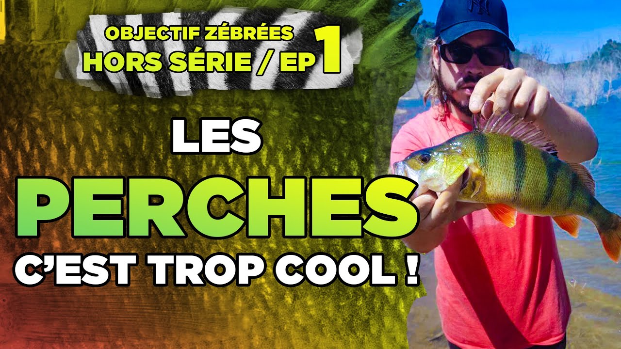 Objectif Zébrées EP.1 : on pêche des grosses PERCHES sous le soleil !
