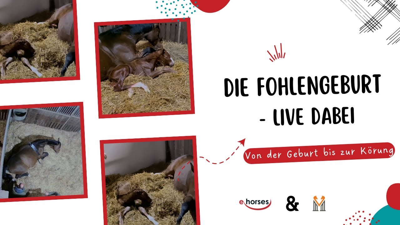 Fohlen Geburt hautnah! Die Geburt, die ersten Sekunden & Nachsorge