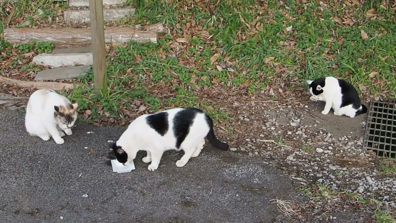 地域猫の暮らし2026/02/21 みんなでごはん
