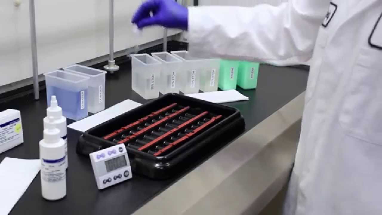 Fungi-Fluor® Kit for Fungal Detection