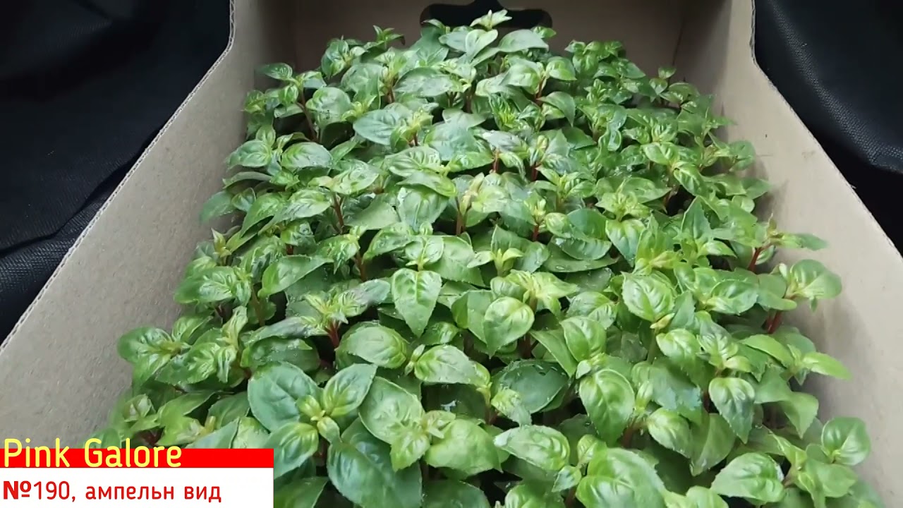 Фуксия  - польский черенок, распаковка.