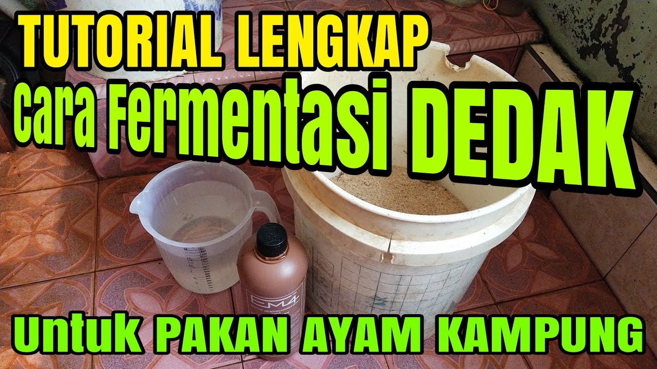 LENGKAP!! Cara Fermentasi Dedak Untuk Pakan Ayam